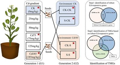 Transcriptional memory of gene expression across generations participates in transgenerational plasticity of field pennycress in response to cadmium stress